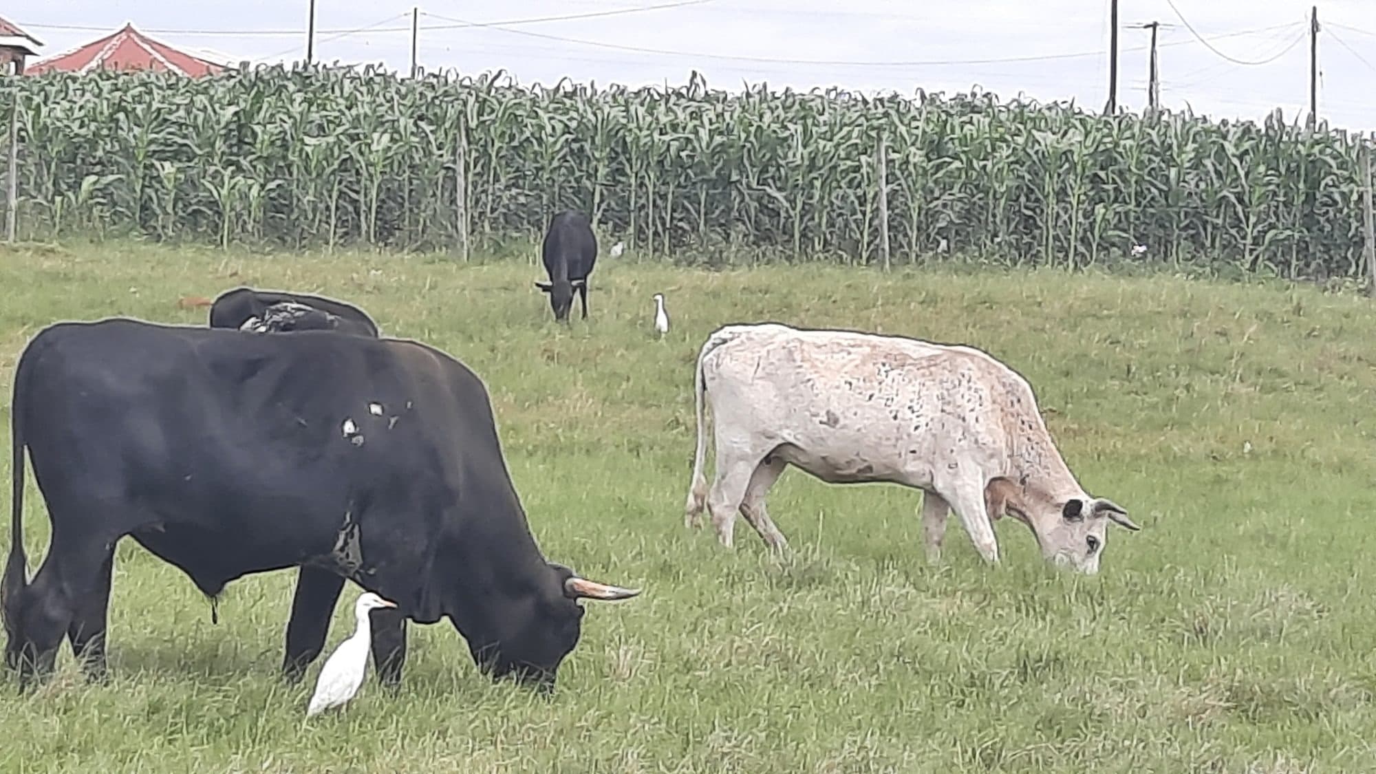 Cattle grazing beside a community maize field