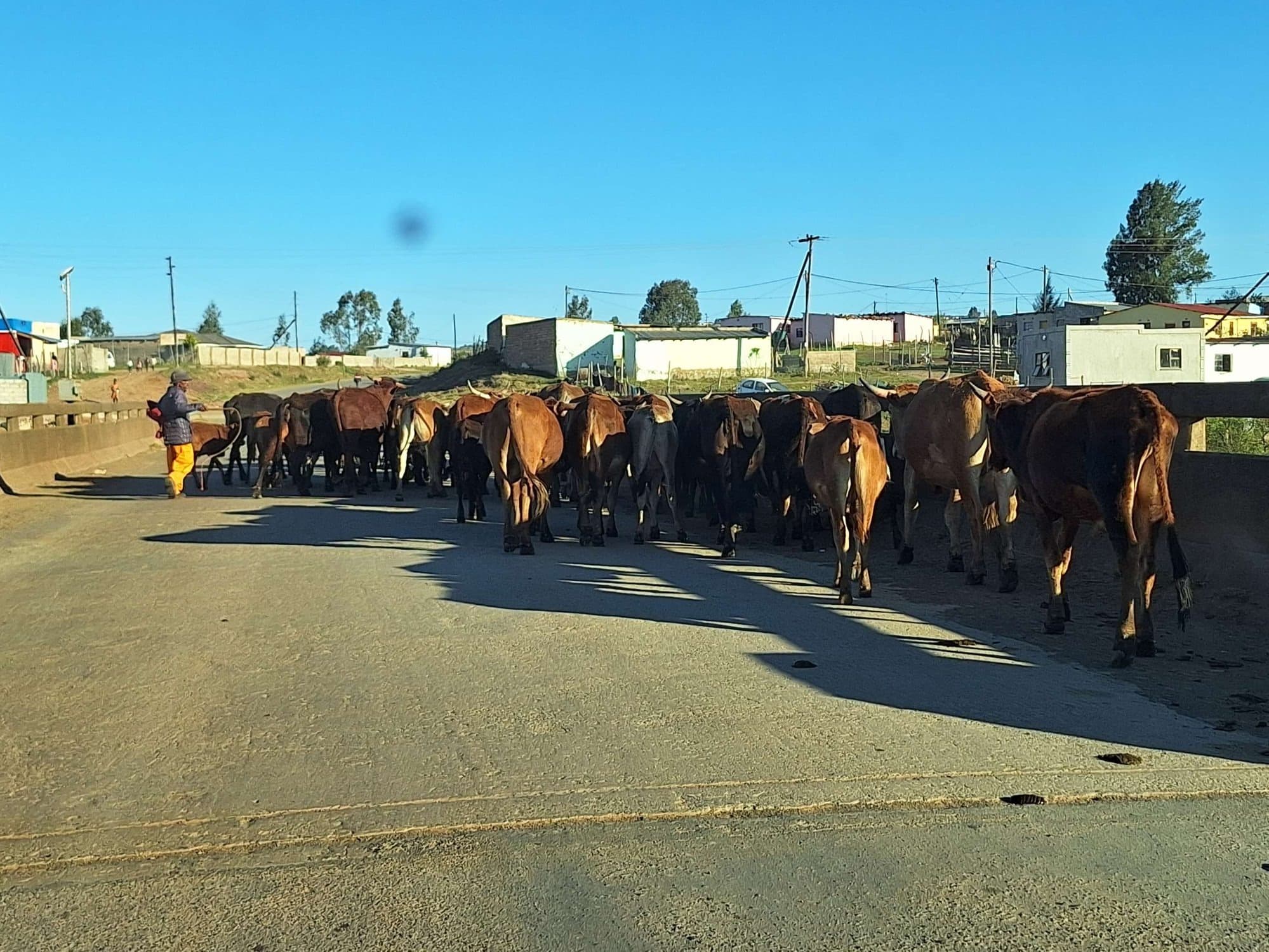 Cattle being herded across a road through a South African township