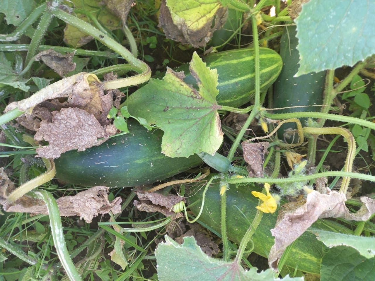 Cucumbers ripening in a community garden plot