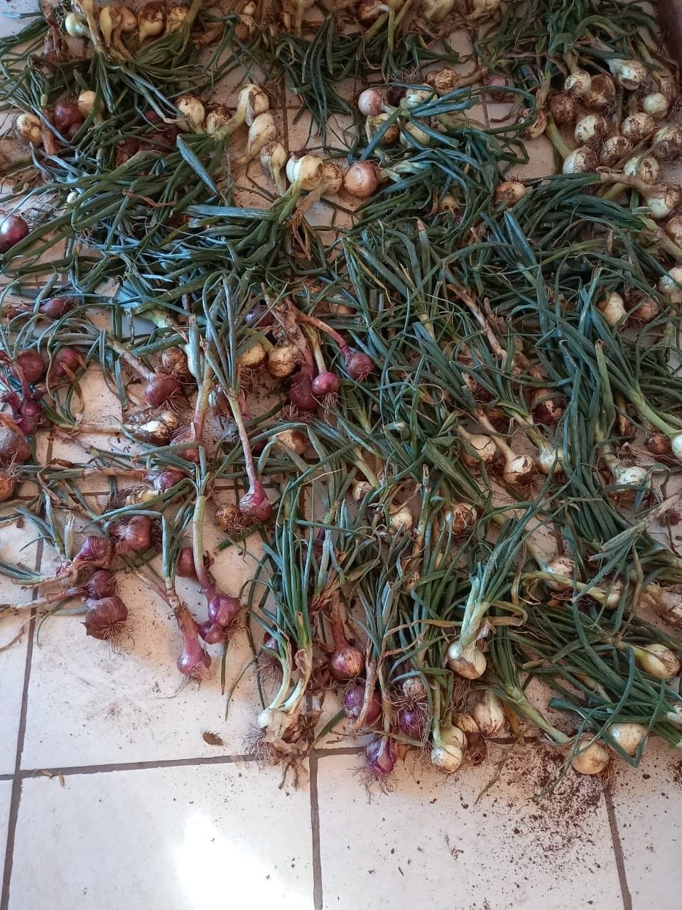 Freshly harvested onions from a cooperative farm
