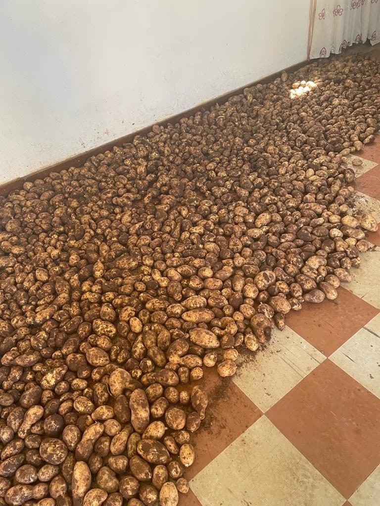 A community potato harvest spread out to dry