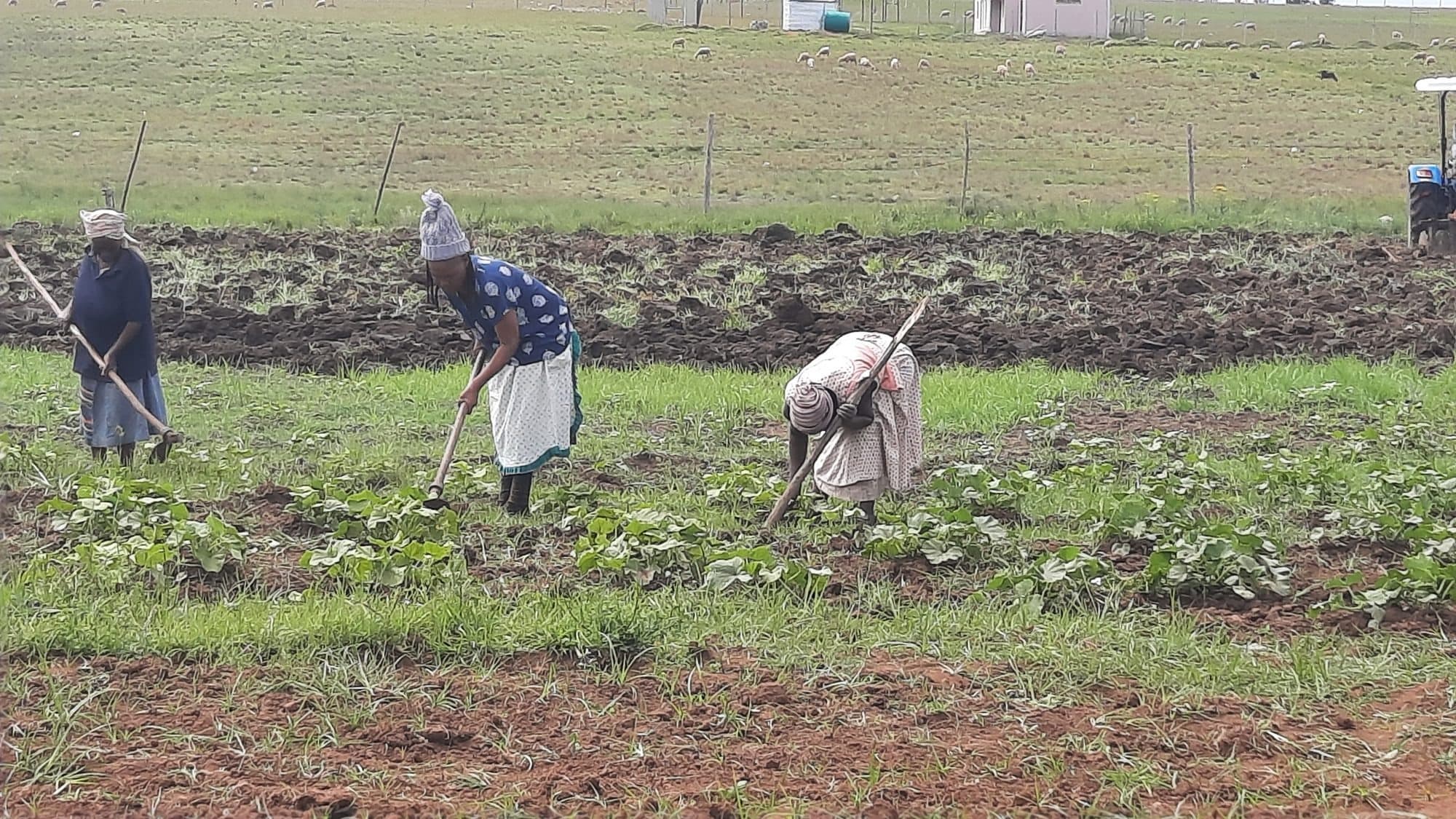 Community members hoeing rows in a cooperative vegetable field